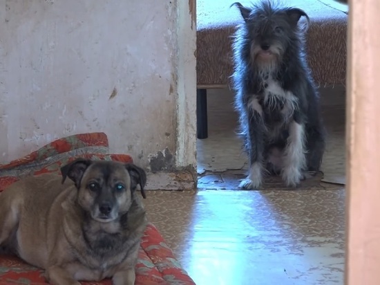 В Алтайском крае мошенник собрал почти 100 тысяч рублей на выдуманный приют для собак
