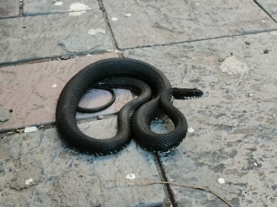 В сквере Пушкина в центре Астрахани на тротуар выползла черная змея
