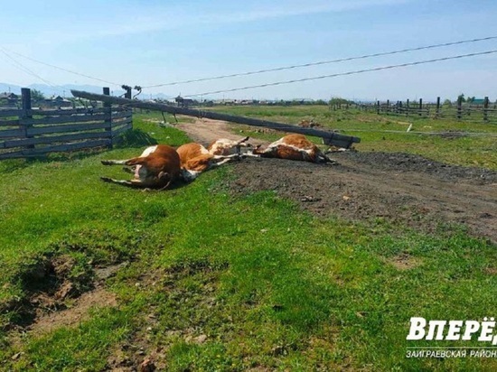 В пригородном районе Бурятии убило коров электрическим током