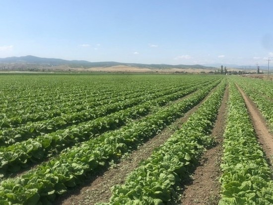 Овощи дагестанских производителей реализуют в торговых сетях страны