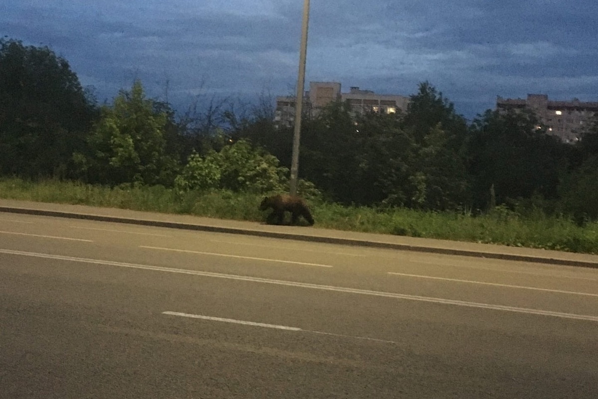 В Рыбинске медведь вышел на окраину города - МК Ярославль