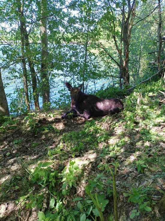 В Балахнинском районе спасли лося, провалившегося в колодец