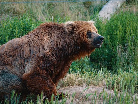  Появились новости о состоянии девочки, на которую в Яковлевке напал медведь