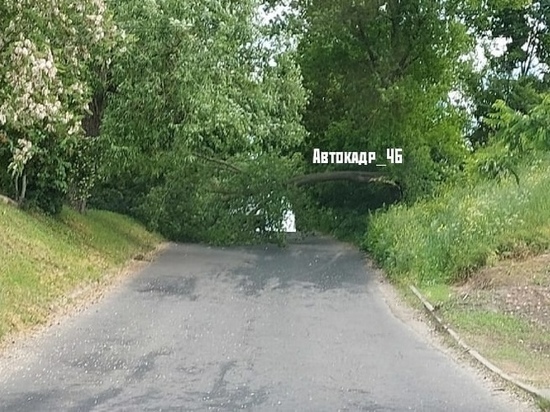 В Курске на Верхней Луговой на дорогу обрушилось дерево