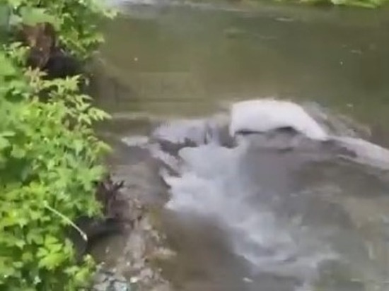 Мешки с тухлой рыбой обнаружили в реке жители Сахалина