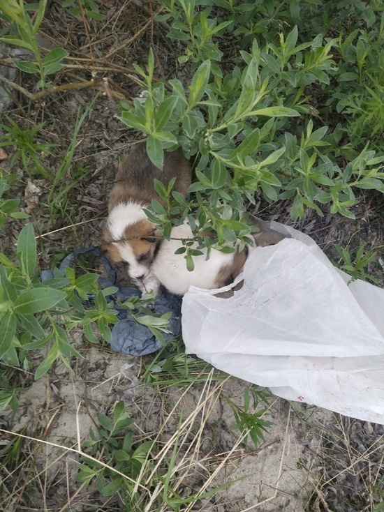 В Надыме щенков в пакете выбросили за площадкой для выгула собак