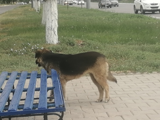 В Соль-Илецке травят бродячих собак