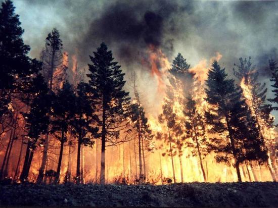 В Ростовской области произошел лесной пожар