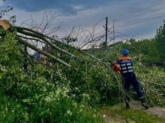 Сильный ветер повалил деревья в Твери и области из-за непогоды