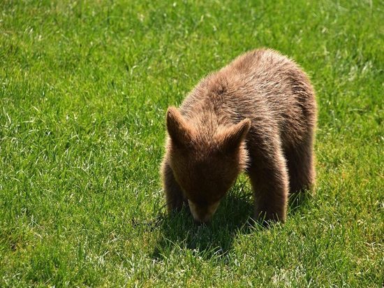 В Стрежевом нашли следы медведицы и медвежат