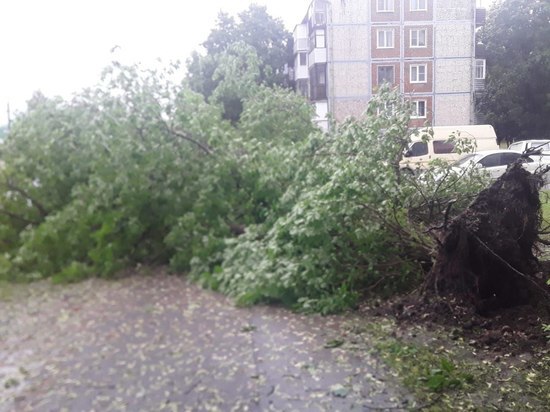 18 деревьев повалил в Пскове прошедший ураган