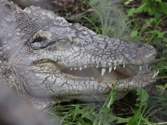 Крокодил Люда переехала в террариум Калининградского зоопарка