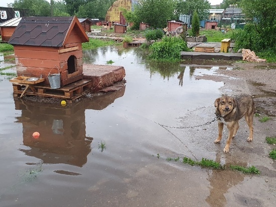 В псковском приюте «Лесопилка» катастрофа: дожди затопили территорию