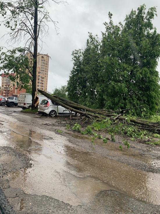 В Пскове из-за сильного ветра дерево упало прямо на автомобиль