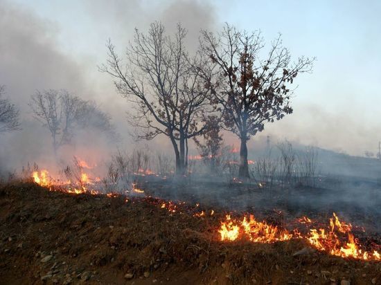 Путин подписал указ о борьбе с лесными пожарами