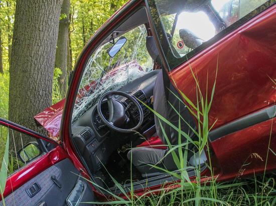 В Мурманске в аварии, участником которой стало дерево, пострадал водитель Renault Logan