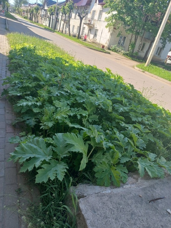 В Тверской области люди увидели в городе ядовитое растение и испугались за детей