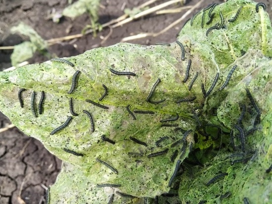 Гусеницы лугового мотылька нападают на посевы Оренбургской области