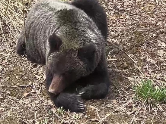Рыбаки встретили сытого медведя на Сахалине