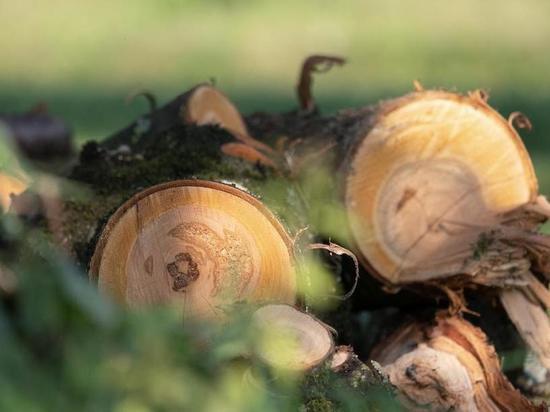 Жители омского Левобережья пожаловались на вырубку деревьев