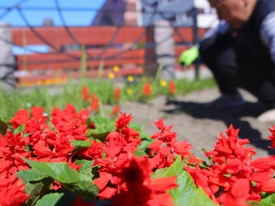Больше 50 тысяч цветов высадят в Лабытнанги