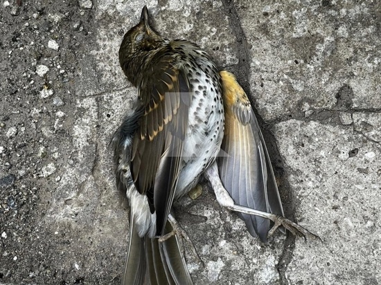 В центре Рязани обнаружили мёртвую птицу