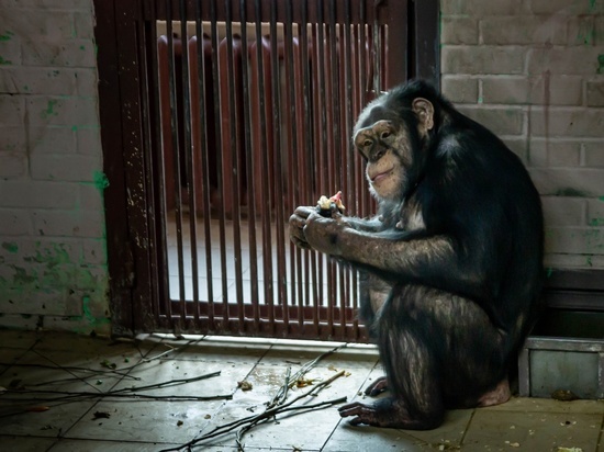 Из-за оспы обезьян в Бурятию запретили ввоз приматов и грызунов