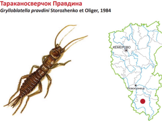 Редкое краснокнижное насекомое попало в поле зрения кузбасских ученых