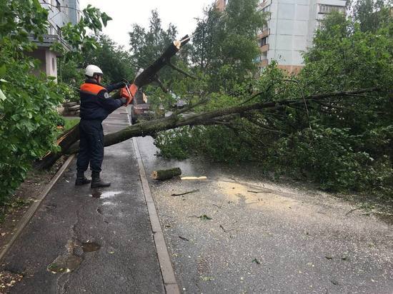 38 деревьев повалил сильный ветер в Пскове