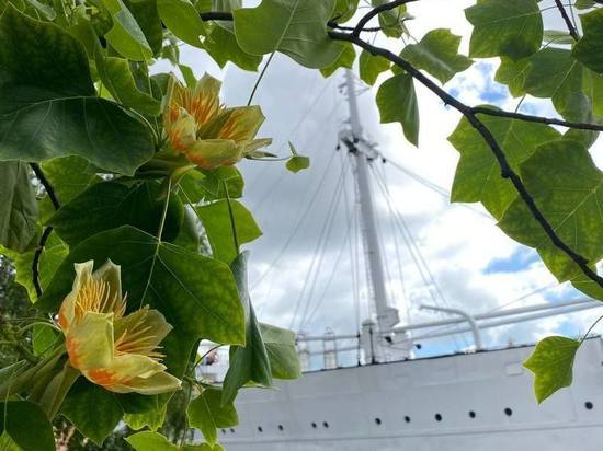 В Калининграде у Музея Мирового океана зацвело тюльпанное дерево