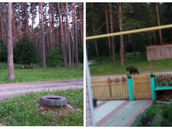 В поселке под Новосибирском медведь вышел к жилым домам