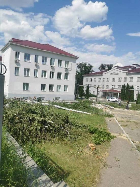 Пензенцы пожаловались на срубленные деревья у терновской больницы