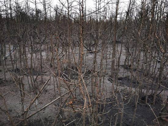 Крупный пожар на севере Сахалина полностью ликвидировали