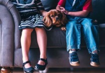 Ученые из британского Университета Линкольна провели исследование по теме влияния общения с собаками на уровень стресса у человека