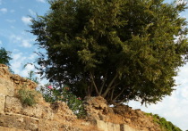 Израильские ученые нашли древнейшие одомашненные оливковые деревья возрастом 7000 лет.