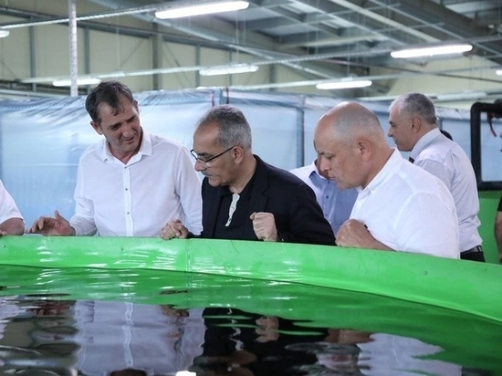 Рыбный завод в Дагестане готовится к получению осетровых пород и икры
