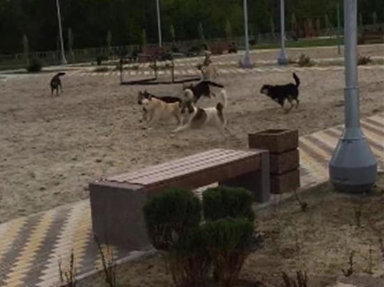 Бродячие собаки напали на троих детей в Таганроге