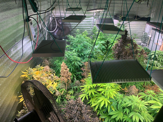 В гостевом доме в Карелии приезжие выращивали марихуану