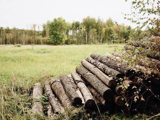 Под Курском в урочище «Сплавское» незаконно вырубили деревья на 500 тыс. рублей