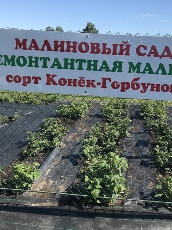 В нижегородском садовом центре обнаружены саженцы растений несуществующих сортов