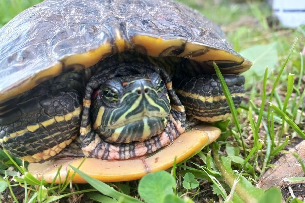 Внимание — черепаха! В костромской деревне найдена экзотическая рептилия
