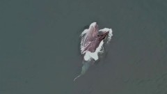 Обед горбатого кита на Курилах попал на видео