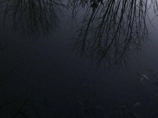 В Тверской области в реке Кашинка утонул мужчина