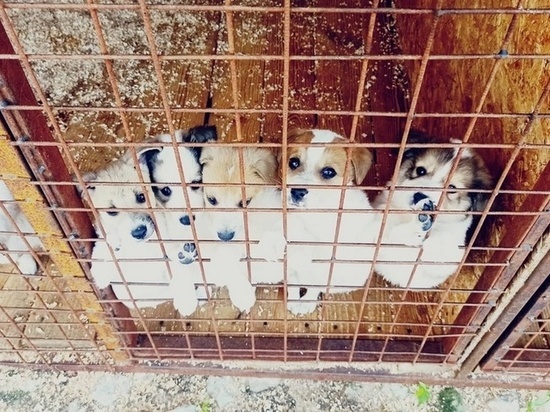 В брянском приюте для животных нашли хозяев для 70 собак