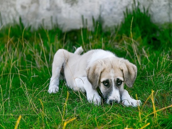 В Алтайском крае более 80% жителей поддержали эвтаназию бродячих собак