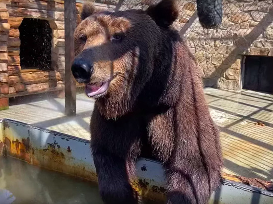 Южноуральцам рассказали, как живет медведь Малыш в зоопарке Челябинска