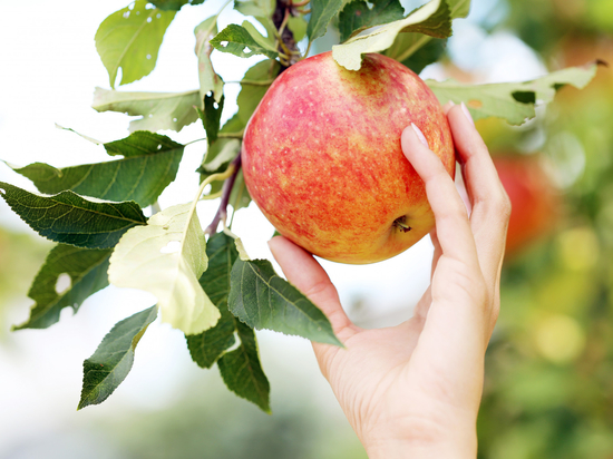 Более 7 миллиардов направят на развитие яблочного производства в Липецкой области