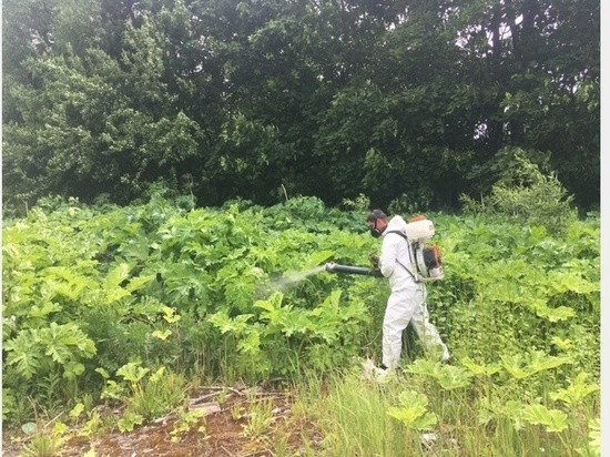 В Смоленске продолжается наступление на борщевик Сосновского