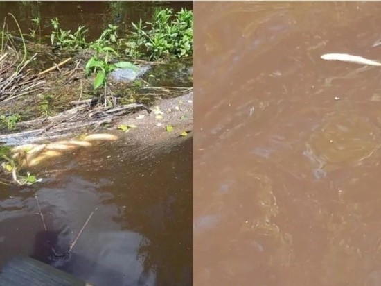 Ситуацию с гибелью рыбы в опочецкой реке Исса «единороссы» взяли на особый контроль
