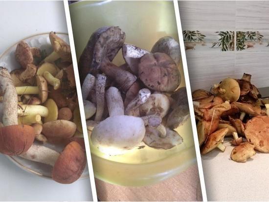 В Новосибирской области грибники начали собирать первые маслята